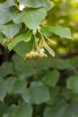 Detail of medicinal plant linden in bloom with green leaves for making tea. Blooming flowers of yellow flowers tree of natural medicine for pharmacy and home use and treatment