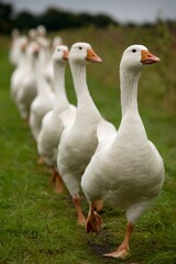 Fototapeta premium Farmyard geese walking neatly across verdant pasture, forming synchronized feathered formation with natural grace