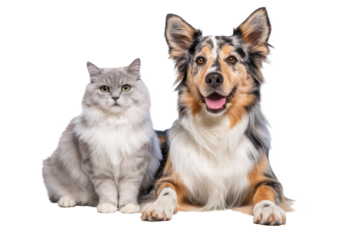 cat and dog together on transparent background