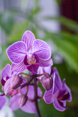 Purple and white orchid flower with a green stem. Vertical background, wallpapers, phone