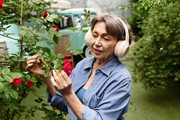 Fototapeta premium Joyful senior woman tending to vibrant roses in her lush garden during a sunny afternoon