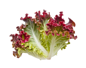 red leaf lettuce isolated on white background.