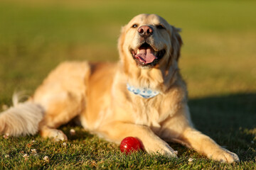 A golden retriever dog lays on the grass next to his toy ball. The pet is panting and his ears are laying back. He has been running and is breathing hard. 