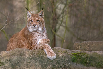 Majestic wild lynx resting on a rock in a natural forest with copy space