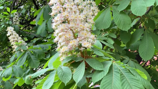Inflorescences of horse chestnut tree in overcast windy weather