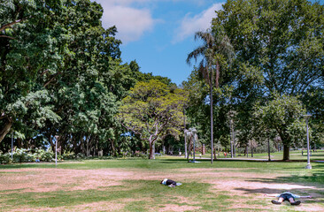 Hyde Park is a heritage-listed 16.2-hectare urban park located in the central business district. The park was designed by Norman Weekes, and was built from 1810 to 1927. Sydney, Dec 2019
