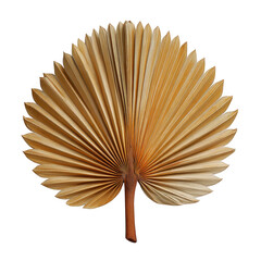 Dried palm leaf fan with intricate texture isolated on transparent background