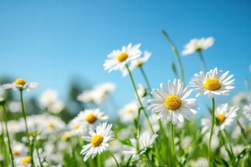 Fototapeta premium Closeup of white daisies under blue sky