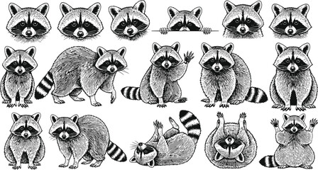 Charming raccoon collection featuring various poses and expressive faces. © Zelish