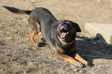 Fierce dog growls intensely on dusty ground, ready to pounce.