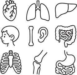 A collection of simple, black and white illustrations depicting various human body parts and organs, perfect for educational or medical-themed projects and designs.