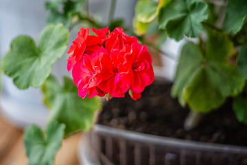 Red geranium flower cluster in soft focus against green leaves and soil pots background, indoor...