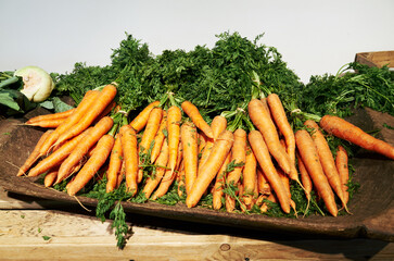 Basket full of carrots and green vegetables