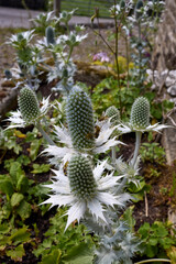 A sunny and warm July afternoon and wasps and flies gorge themselves on nectar from the silver...