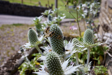 A sunny and warm July afternoon and wasps and flies gorge themselves on nectar from the silver Eryngium on the North Yorkshire smallholding at 900ft