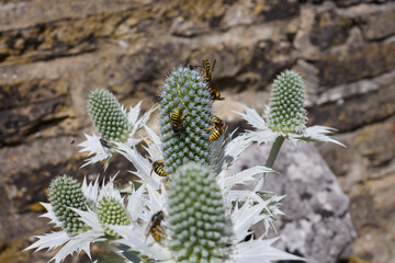 A sunny and warm July afternoon and wasps and flies gorge themselves on nectar from the silver Eryngium on the North Yorkshire smallholding at 900ft