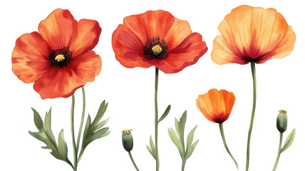 Fototapeta premium Red and yellow tulips with green stems in vibrant spring bloom on white background