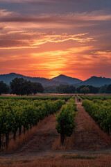 Naklejka premium stunning sunsets illuminating vineyards across different countries creating breathtaking visual feast
