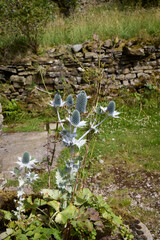 A sunny and warm July afternoon and silver Eryngium shine on the North Yorkshire smallholding at 900ft