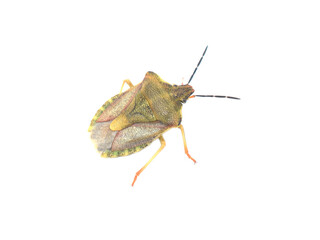 The dark shouldered shield bug Carpocoris purpureipennis on white background