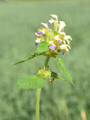 arge-flowered hemp-nettle Galeopsis speciosa on green background