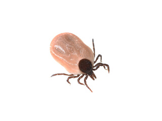 The brown and black castor bean tick Ixodes ricinus isolated on white background
