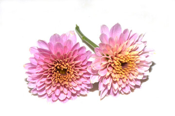 Pink chrysanthemum flowers on white background