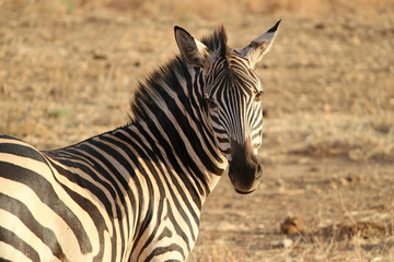 close up of a zebra in the wild