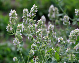 Flowering lemon balm (Melissa officinalis) flowers