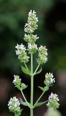 Flowering lemon balm (Melissa officinalis) flowers