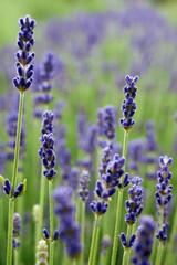 Field of lavender flowers with purple blooms. Phone wallpaper. Vertical background.