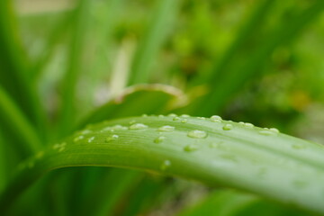 close up/ macro pic of a long leave has water drops on it