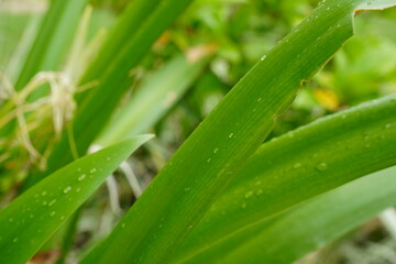 Obraz premium close up/ macro pic of a long leave has water drops on it