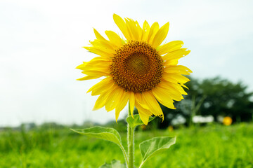 Close-up of a Single Sunflower in Full Bloom in a Summer Field