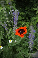 Lupines, Poppies, and Perfect Peace