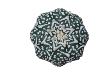 Top view of Astrophytum asterias V type isolated on transparent background png file