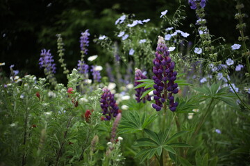 Among Poppies and Lupines – A Peaceful Escape