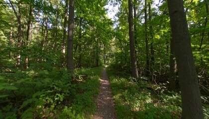 Obraz premium Forest path in sunlight