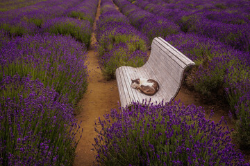 A cat sleeping sweetly on a bench among lavender fields, Poland summer.