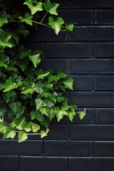 Green ivy plant is growing on a brick wall. Vertical phone wallpaper
