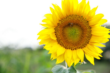 Fototapeta premium Close-up of a Single Sunflower in Full Bloom in a Summer Field