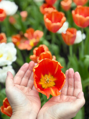 Young woman hand holding orange tulips and leave is blooming in the garden background. Beautiful nature of white tulips flower 