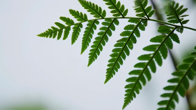 Close-up of a fern frond against a light background