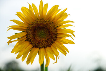 Obraz premium Close-up of a Single Sunflower in Full Bloom in a Summer Field