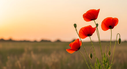 Obraz premium Sunset Poppies: Serene Field Blooms in Warm Hues