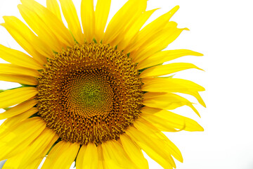 Fototapeta premium Close-up of a Single Sunflower in Full Bloom in a Summer Field
