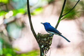 Male Black-naped Monarch Guarding Nest in Forest