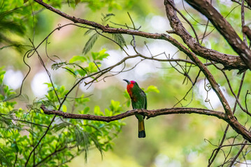 Red-bearded Bee-eater on Branch