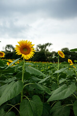 Close-up of a Single Sunflower in Full Bloom in a Summer Field

