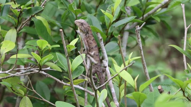 A Changeable Lizard gracefully perches on branches, blending seamlessly with its surroundings